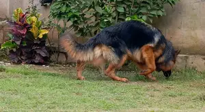 1+ year Male Purebred German Shepherd