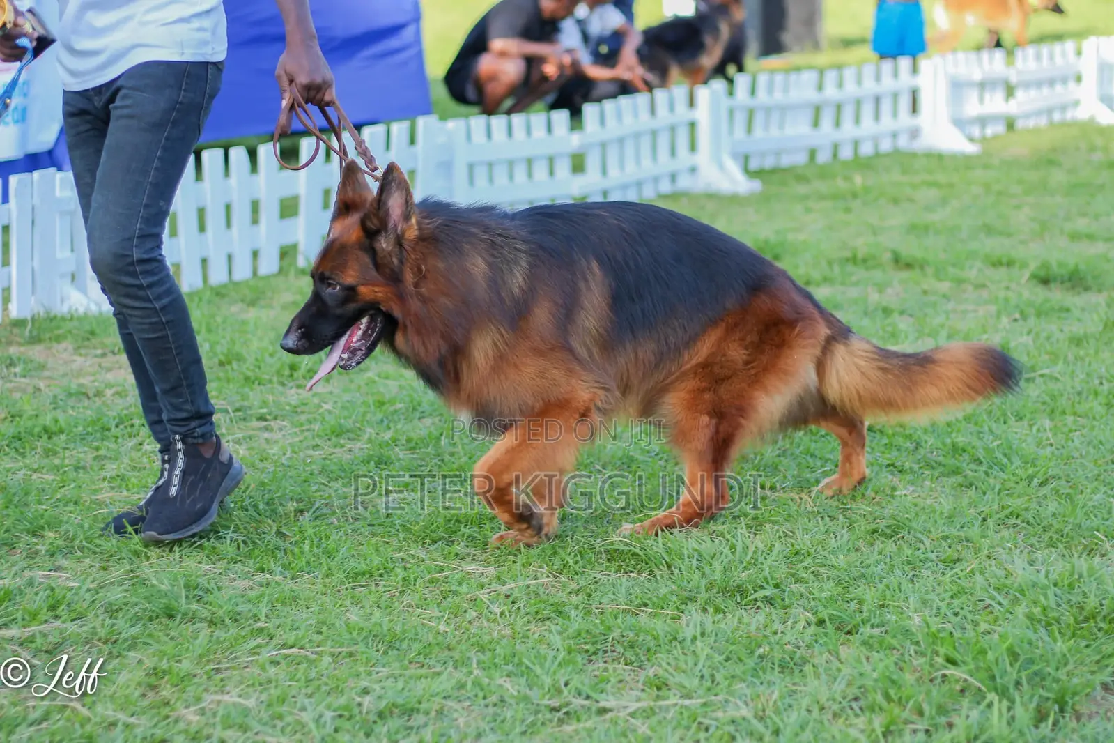 1+ year Male Purebred German Shepherd