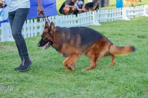 1+ year Male Purebred German Shepherd