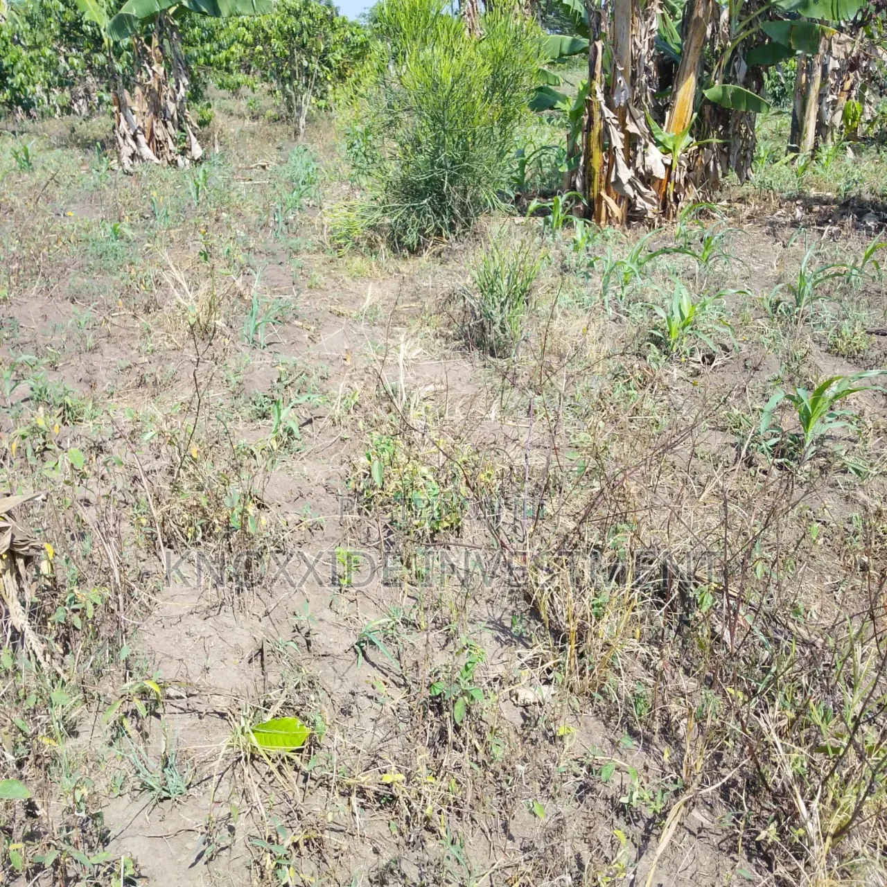 Land for Sell 4acres Katikamu Luwero Kiberenge