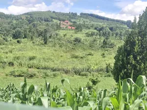 Land for Sell 4acres Katikamu Luwero Kiberenge