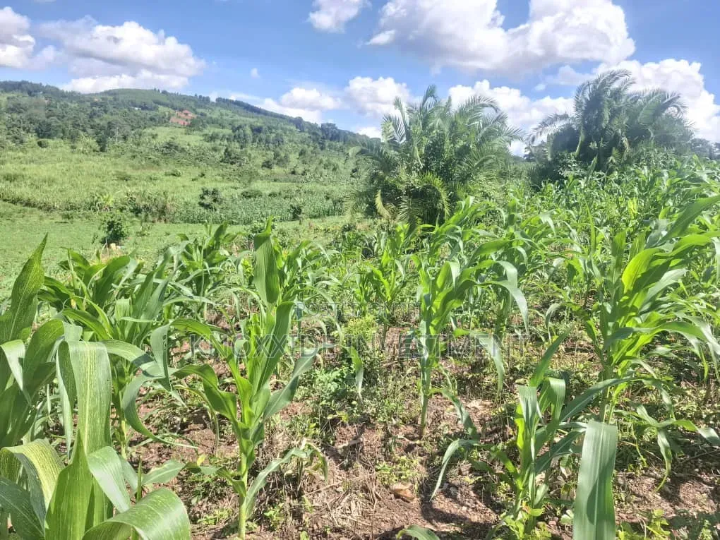 Land for Sell 4acres Katikamu Luwero Kiberenge
