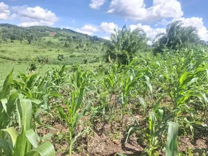 Land for Sell 4acres Katikamu Luwero Kiberenge