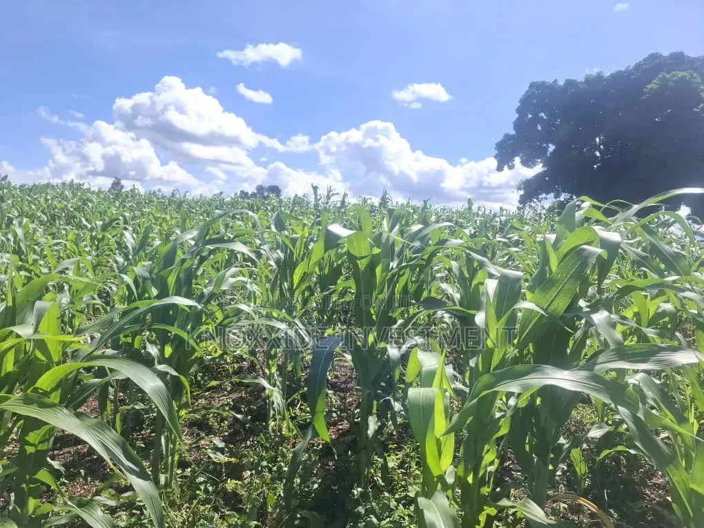 Land for Sell 4acres Katikamu Luwero Kiberenge