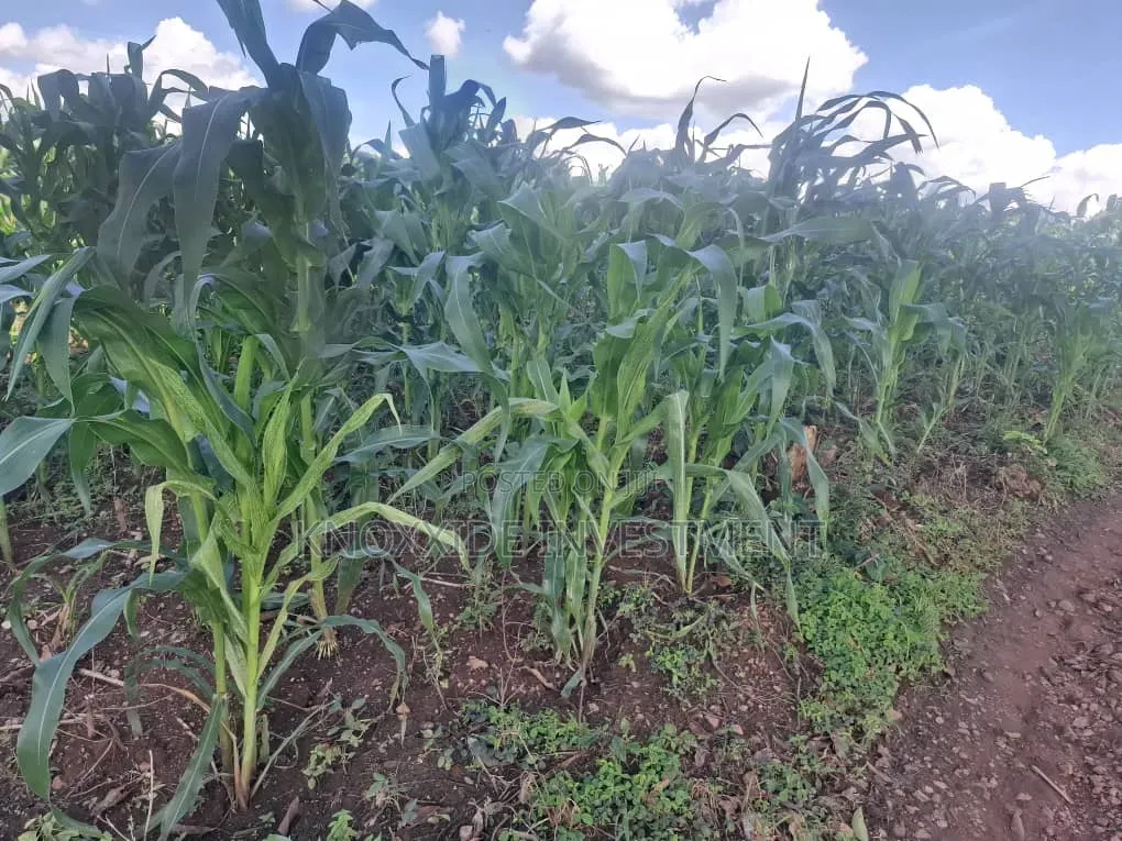 Land for Sell 4acres Katikamu Luwero Kiberenge