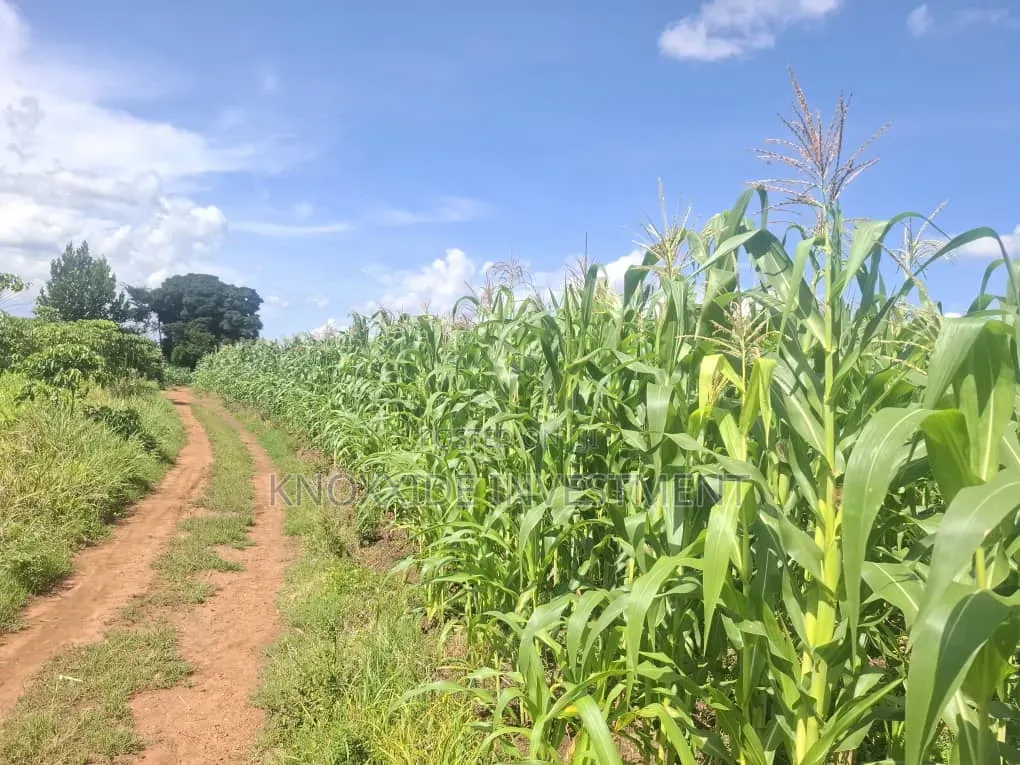 Land for Sell 4acres Katikamu Luwero Kiberenge