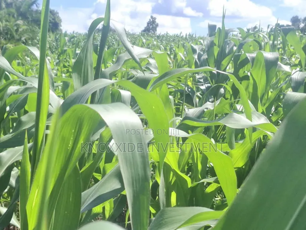 Land for Sell 4acres Katikamu Luwero Kiberenge