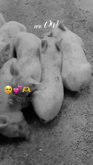 Piglets of 2weeks