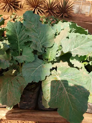 Urban Farming Solutions
