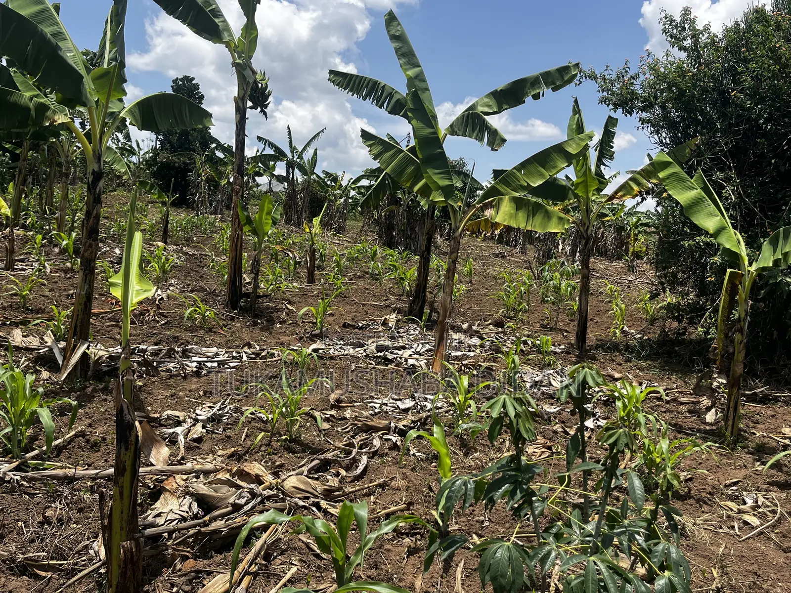 Residential Plots for Sale in Biharwe Mbarara
