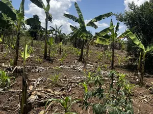 Residential Plots for Sale in Biharwe Mbarara