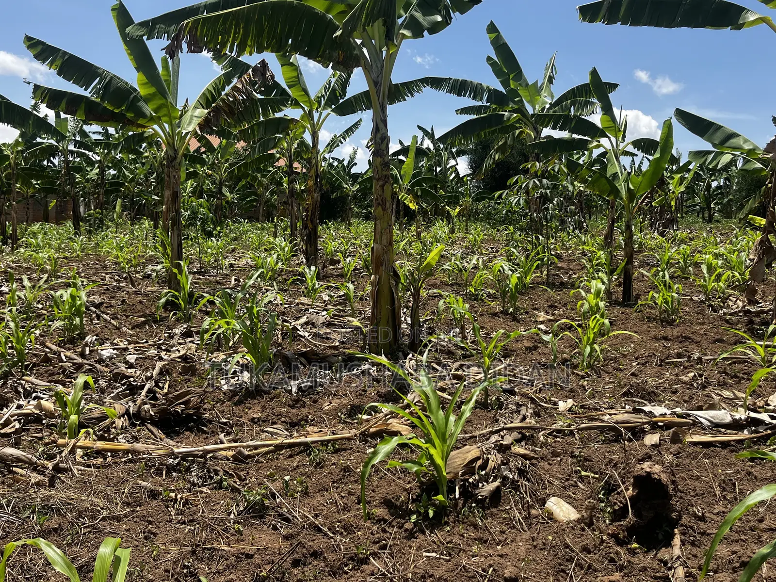 Residential Plots for Sale in Biharwe Mbarara
