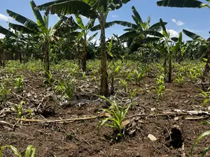 Residential Plots for Sale in Biharwe Mbarara