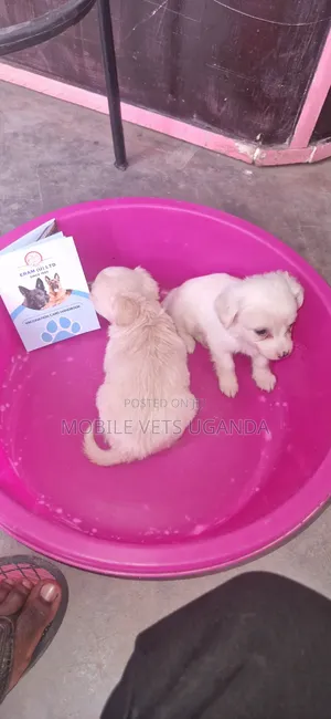 1-3 months Male Purebred Japanese Chin