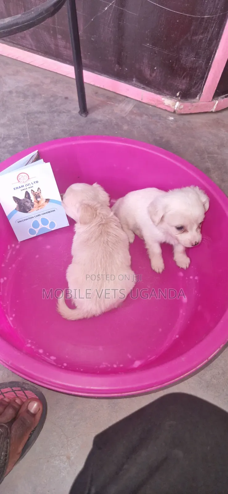 1-3 months Male Purebred Japanese Chin