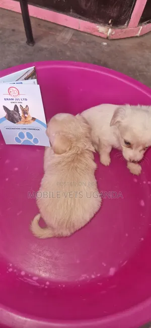 0-1 month Female Purebred Japanese Chin