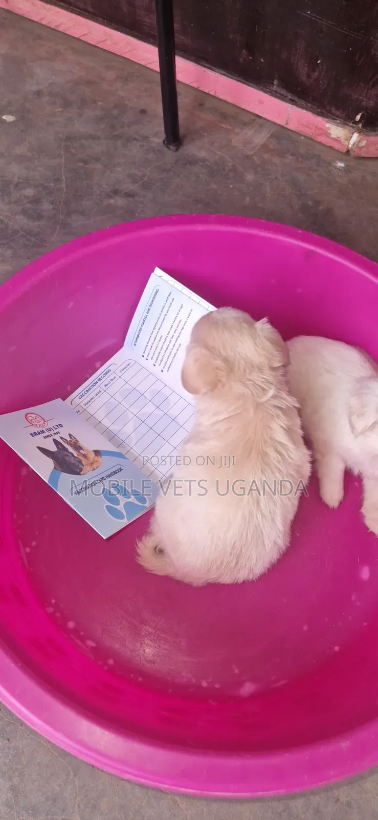 1-3 months Male Purebred Japanese Spitz
