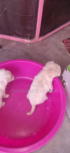 1-3 months Male Purebred Japanese Chin