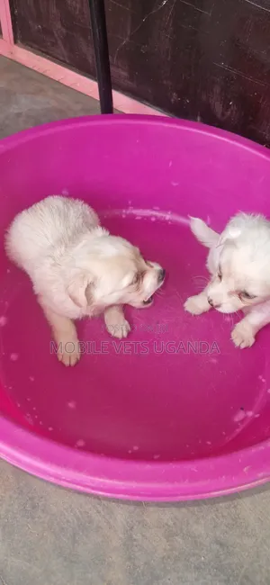 1-3 months Female Purebred Japanese Spitz