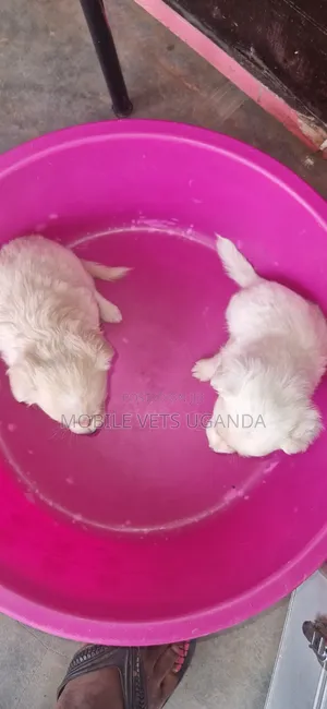 1-3 months Male Purebred Japanese Spitz