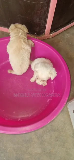 1-3 months Male Purebred Japanese Spitz