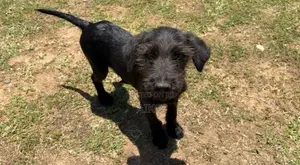 6-12 months Male Mixed Breed Poodle