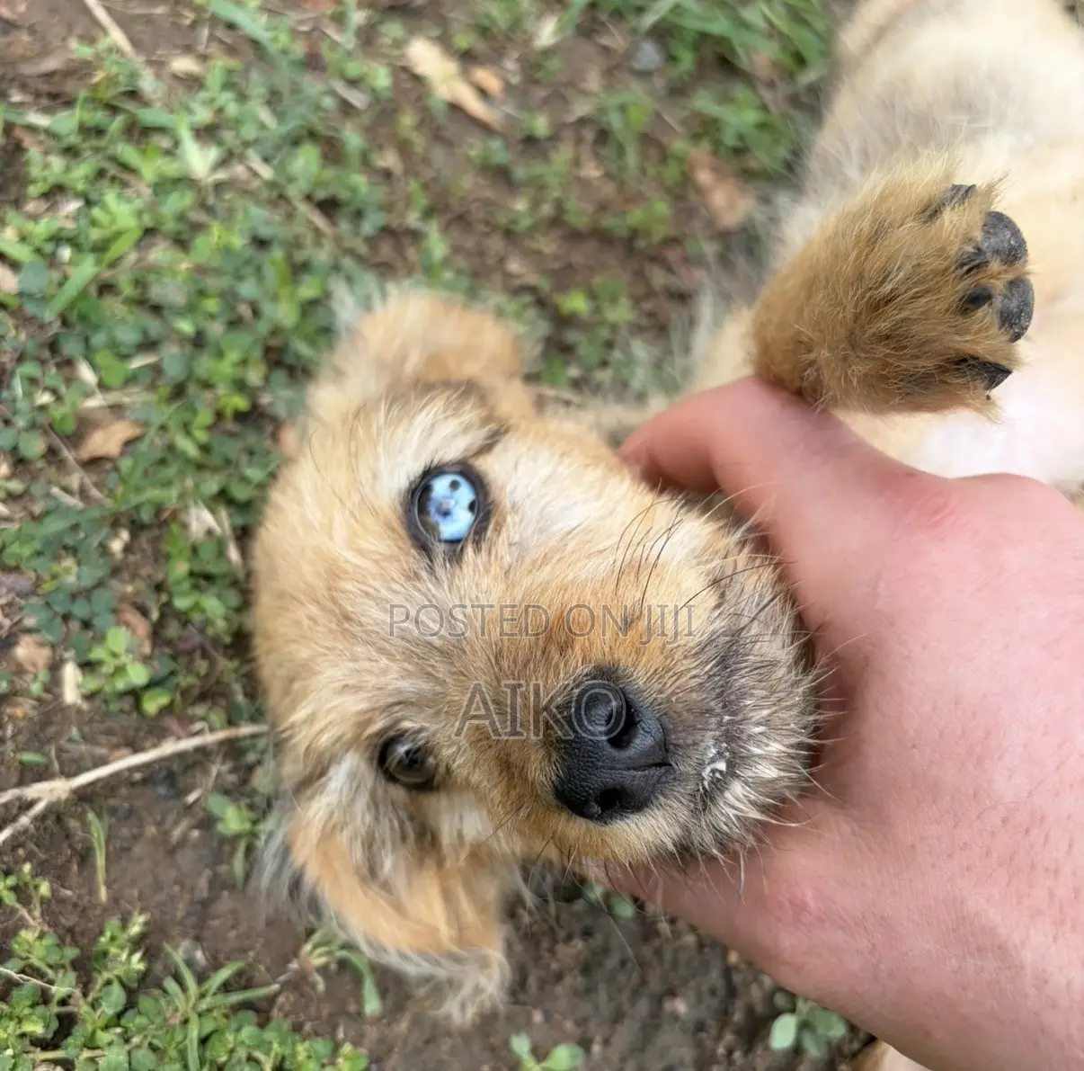 6-12 months Male Mixed Breed Poodle