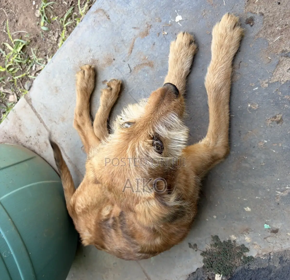 6-12 months Male Mixed Breed Poodle