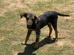6-12 months Female Mixed Breed Bernese Mountain