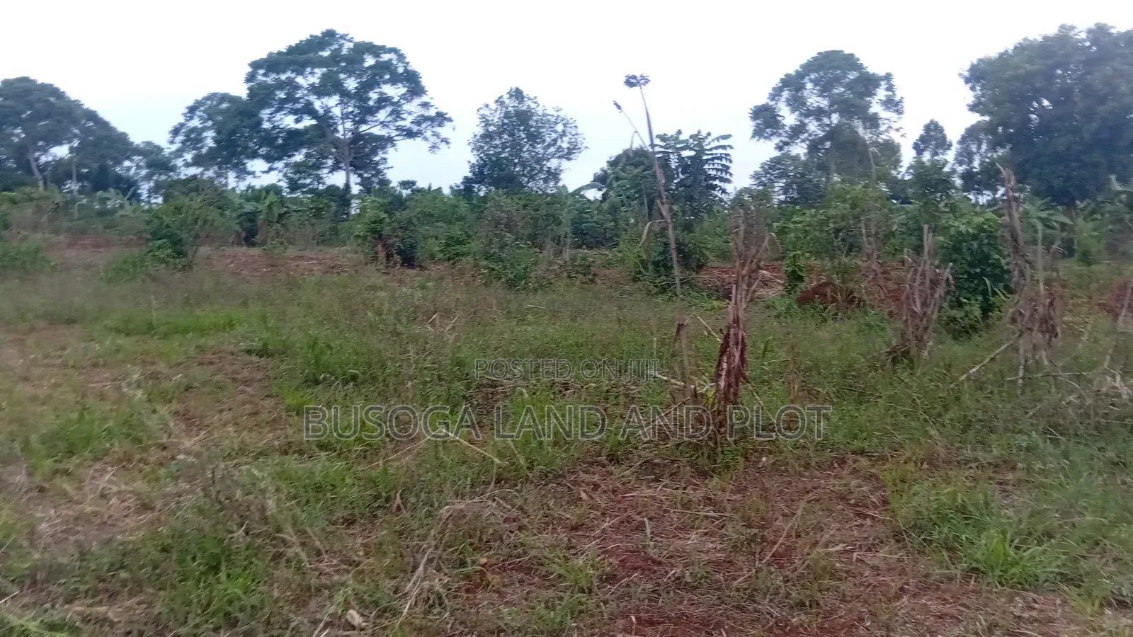 2 Acres of Prime Land, Wesunire, Makanga, Buyende Priced UGX 