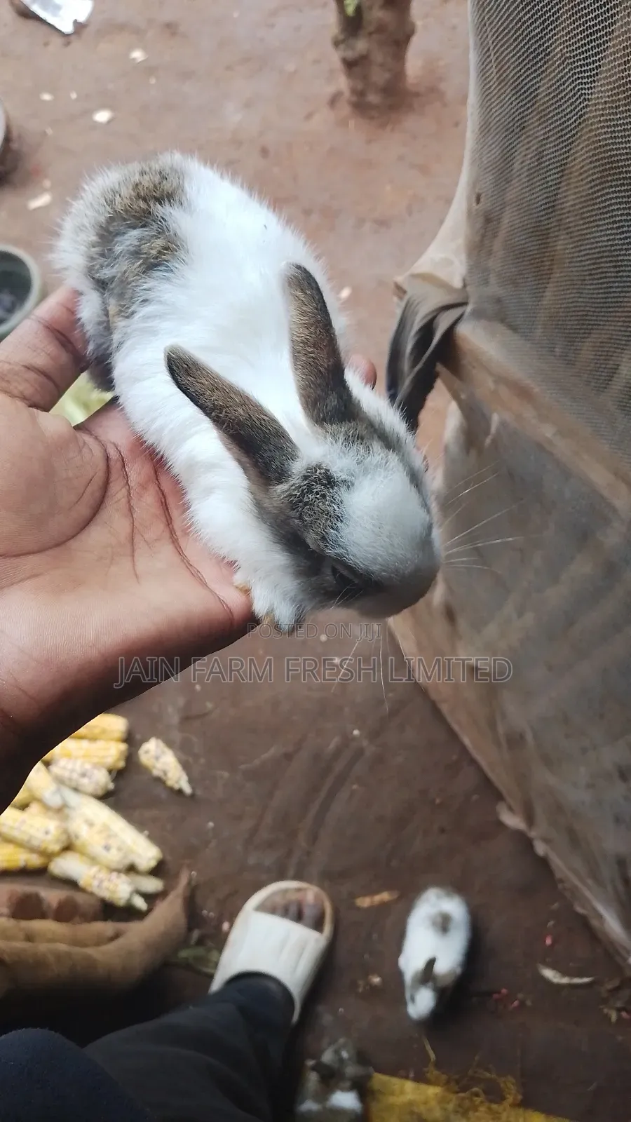 Rabbits for Sale