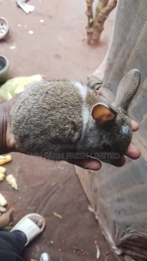 Rabbits for Sale