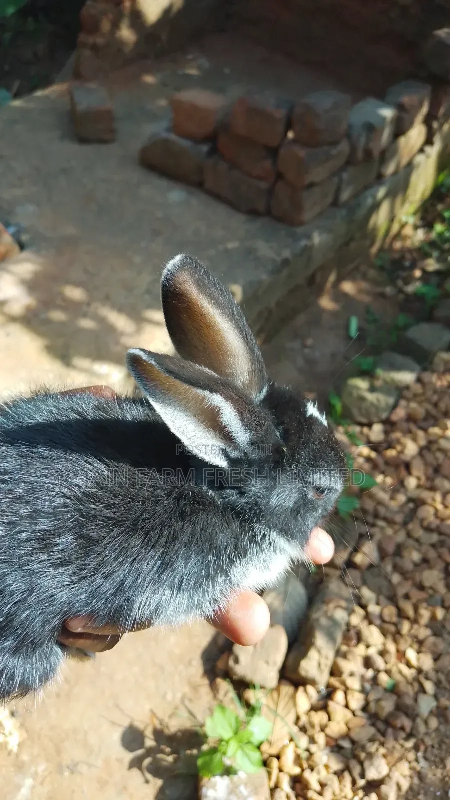 Rabbits for Sale