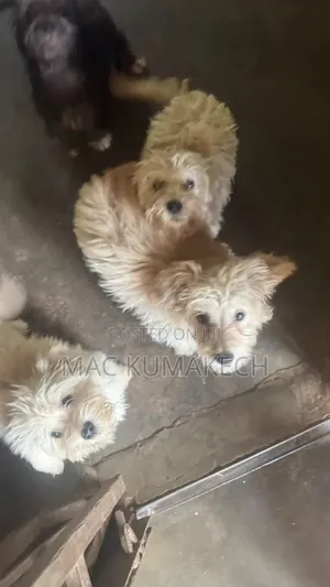 0-1 month Female Mixed Breed Poodle