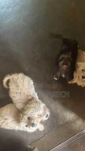 0-1 month Female Mixed Breed Poodle