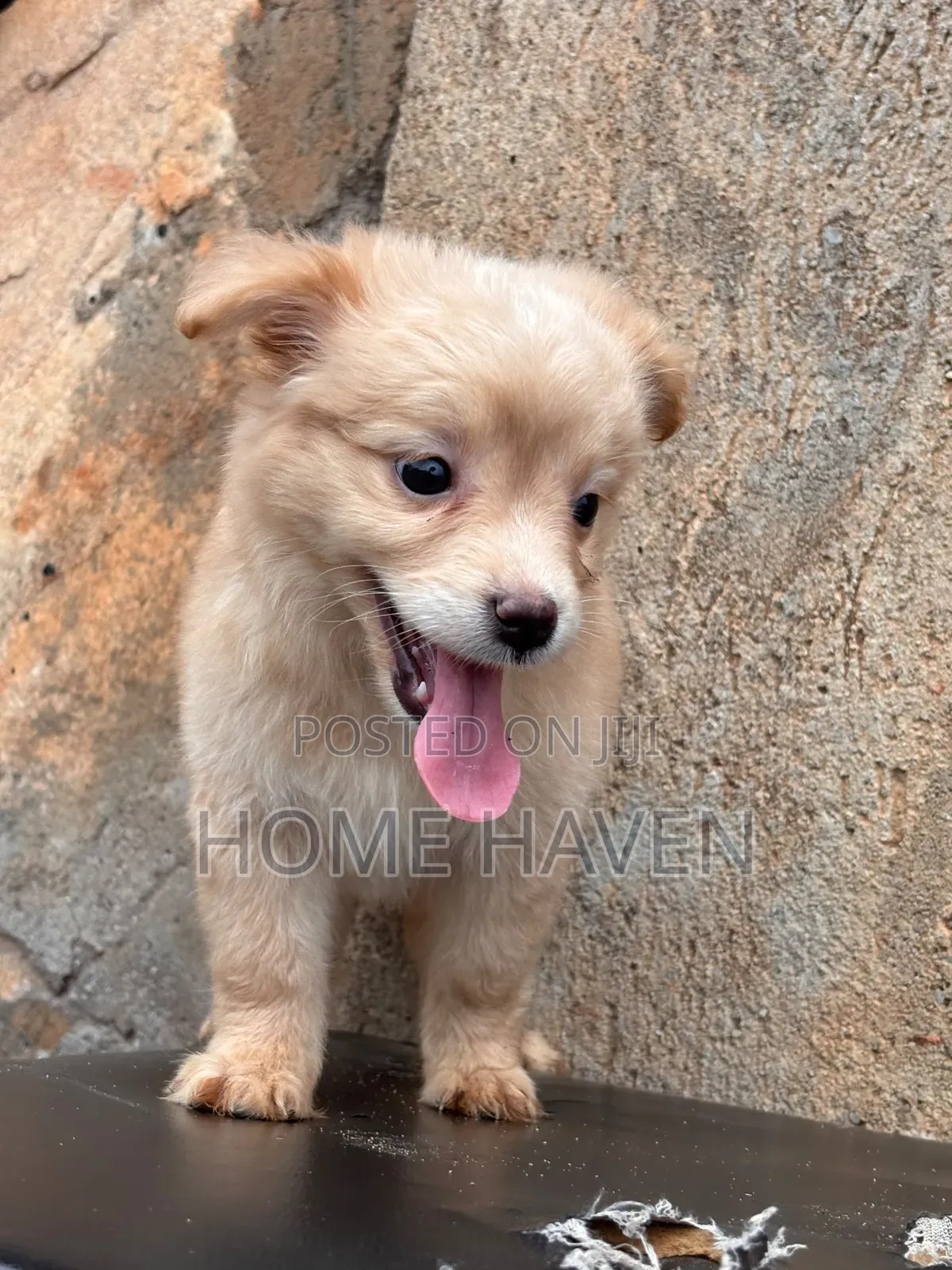 1-3 months Male Purebred Japanese Spitz