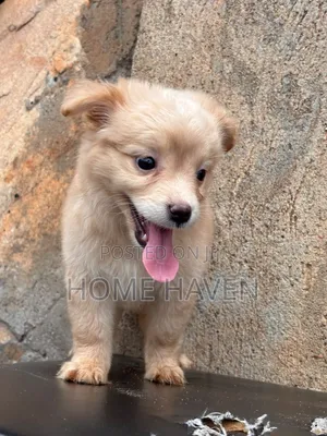 1-3 months Male Purebred Japanese Spitz