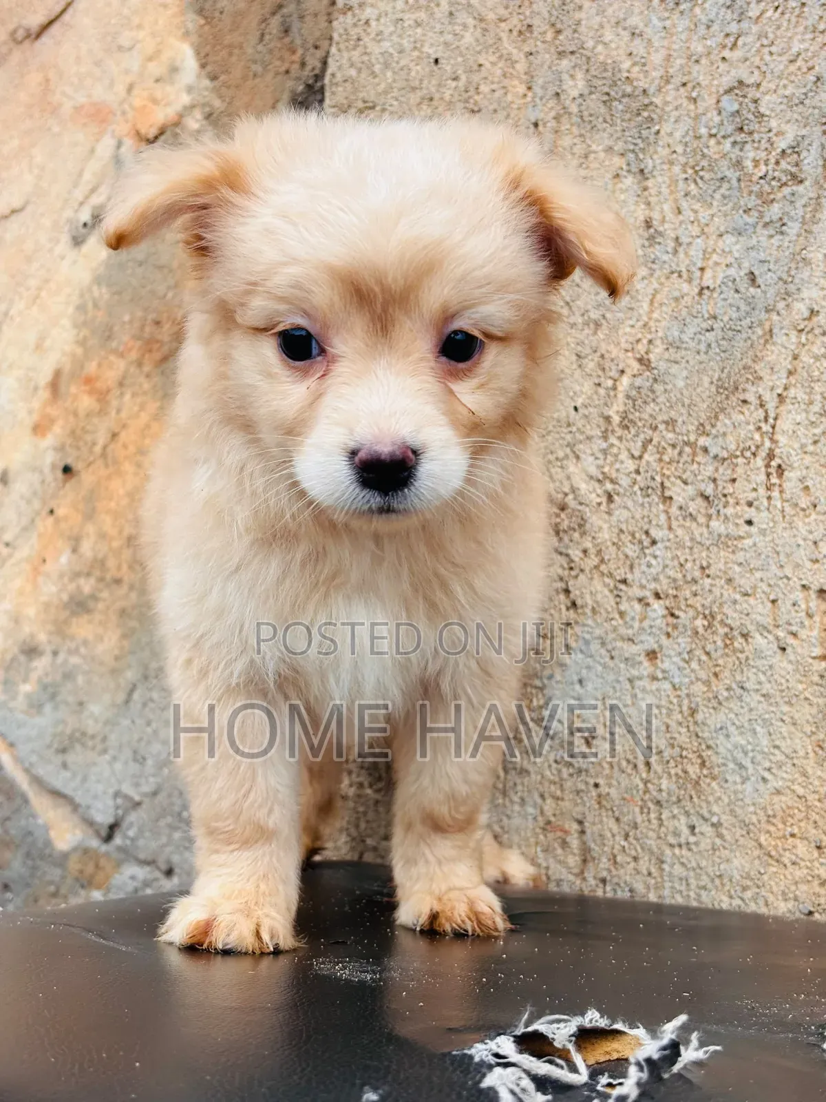 1-3 months Male Purebred Japanese Spitz