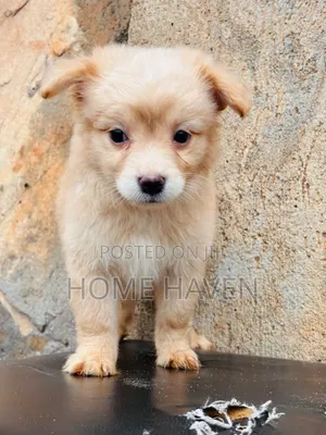 1-3 months Male Purebred Japanese Spitz