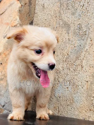 1-3 months Male Purebred Japanese Spitz