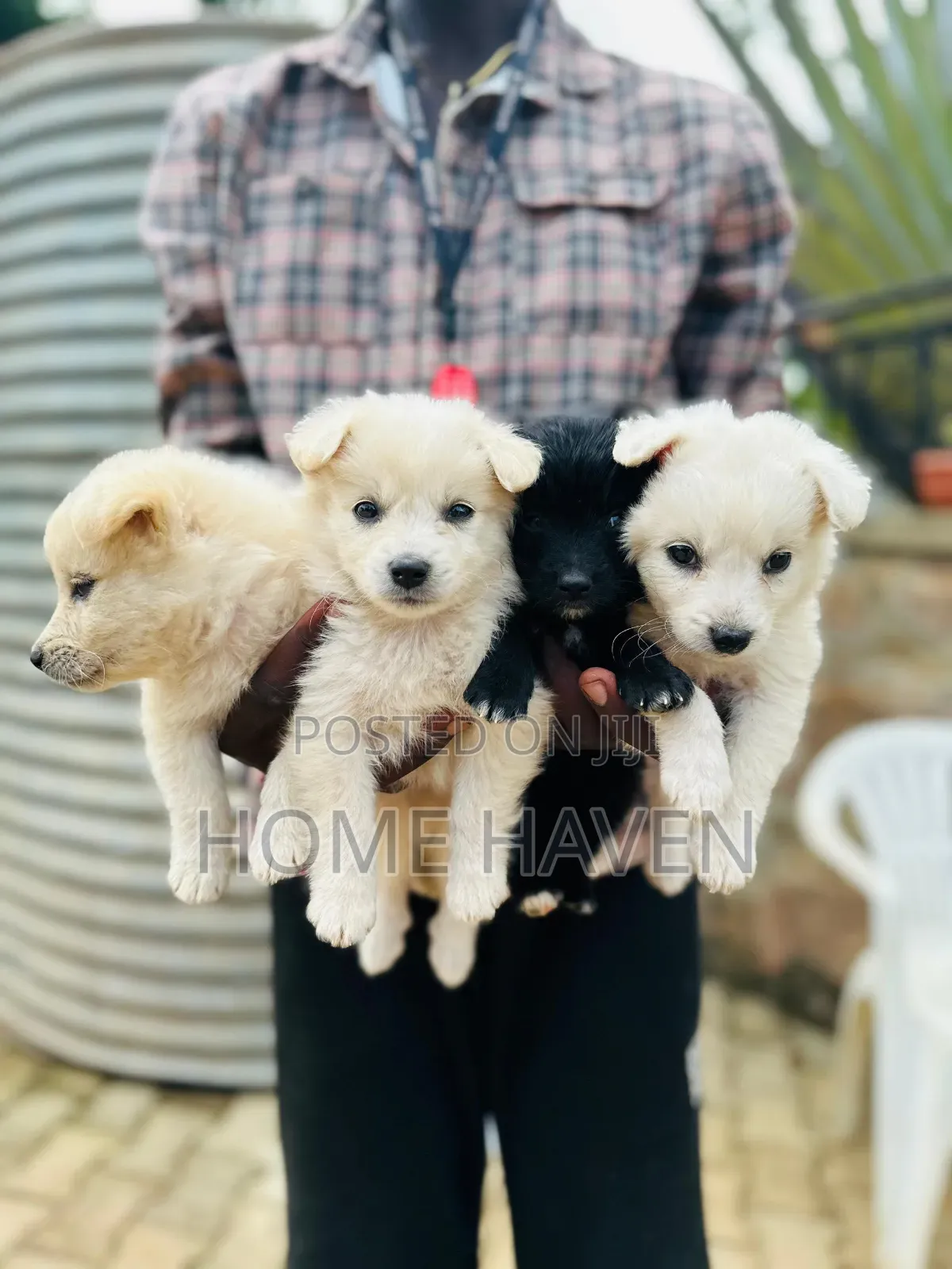 1-3 months Male Purebred Japanese Spitz