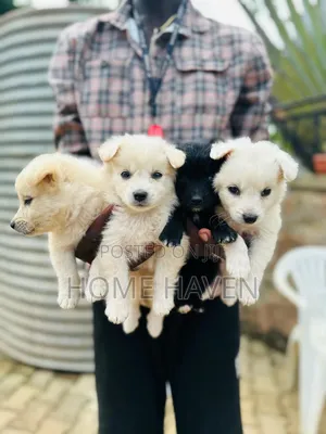 1-3 months Male Purebred Japanese Spitz