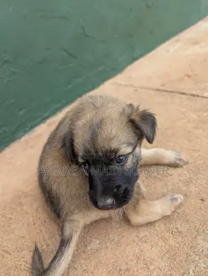 1-3 months Female Mixed Breed German Shepherd