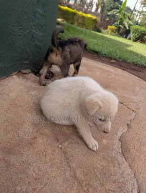 1-3 months Female Mixed Breed German Shepherd
