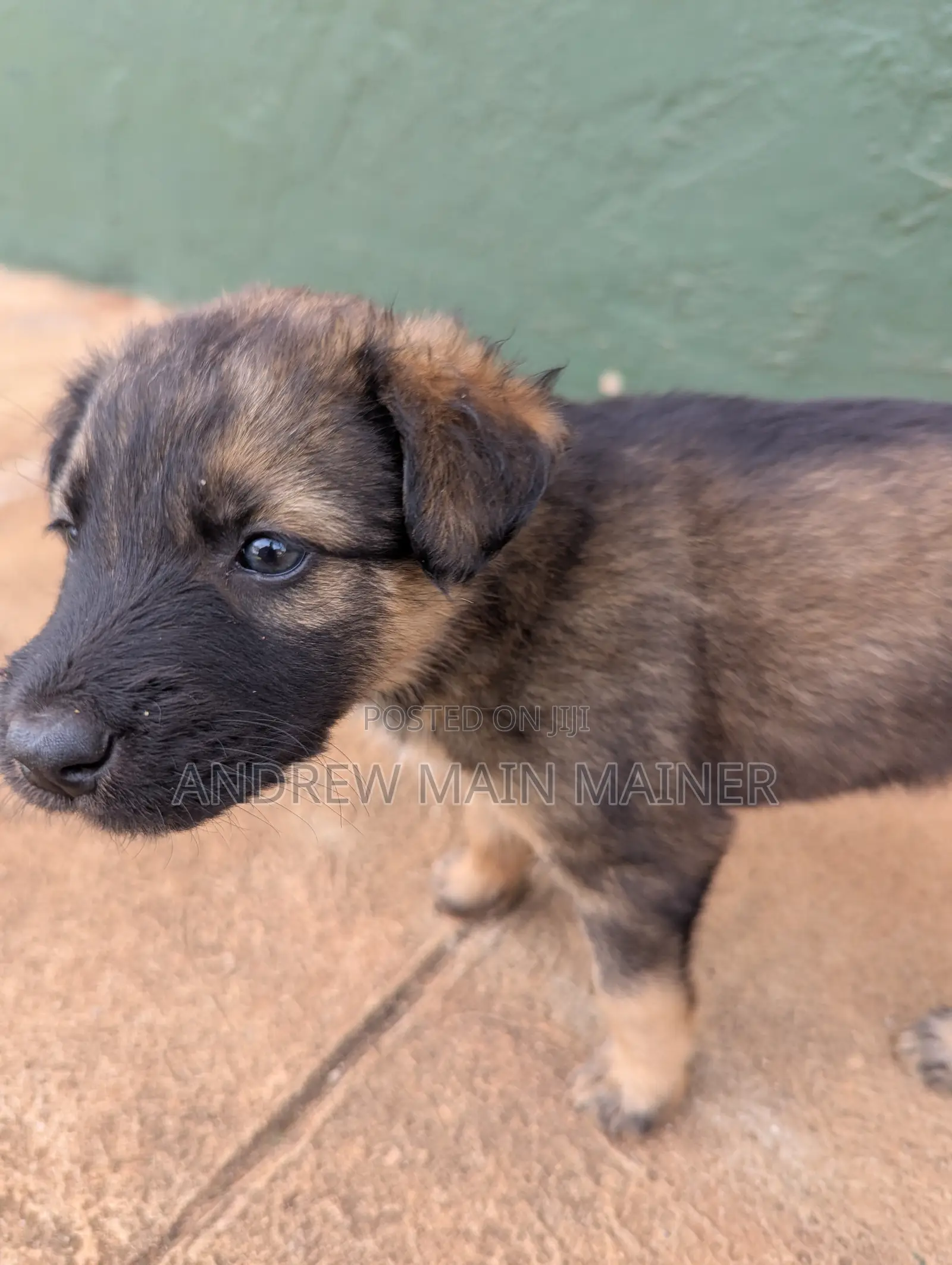 1-3 months Female Mixed Breed German Shepherd