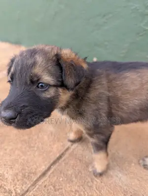 1-3 months Female Mixed Breed German Shepherd