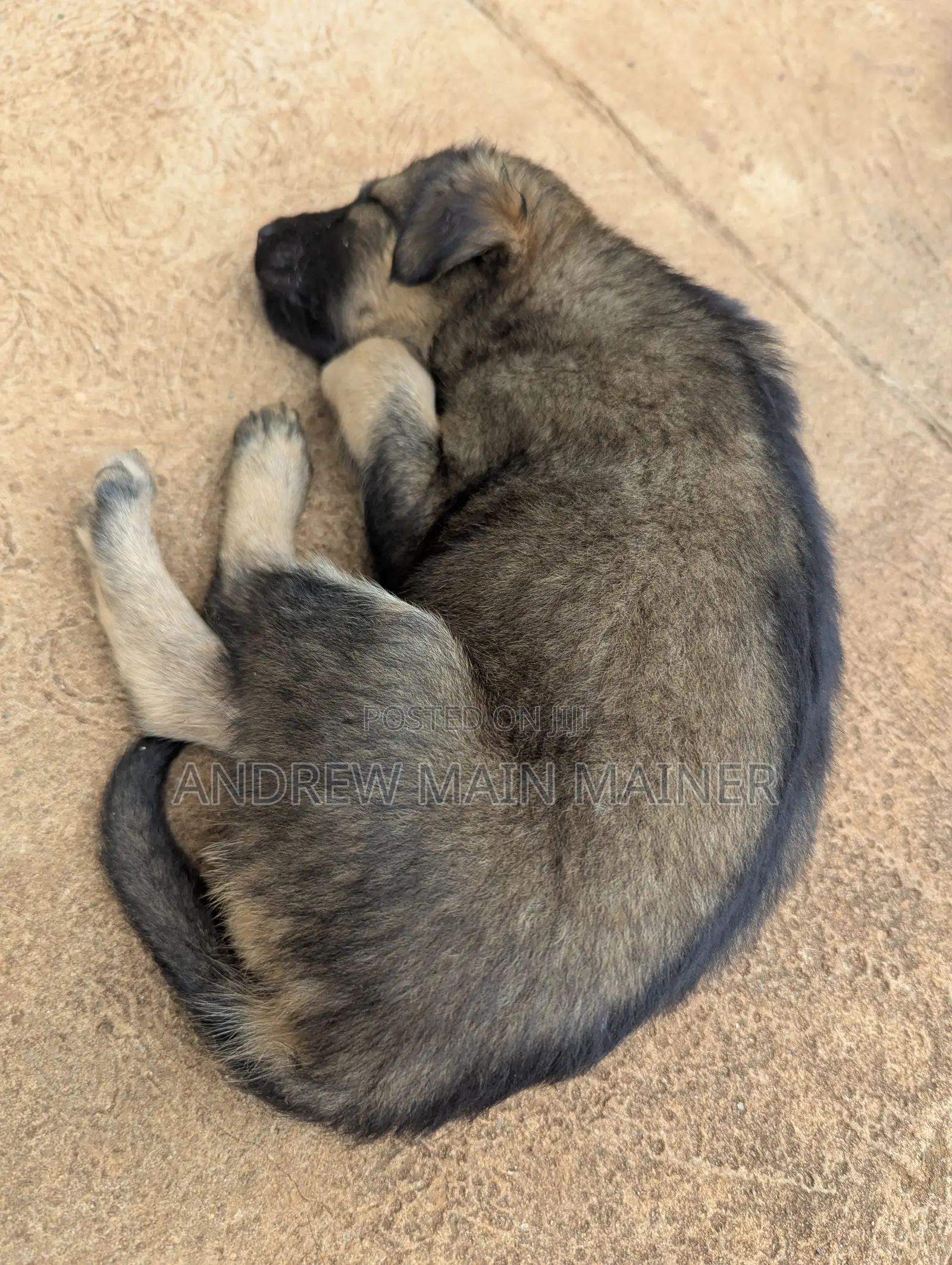 1-3 months Female Mixed Breed German Shepherd