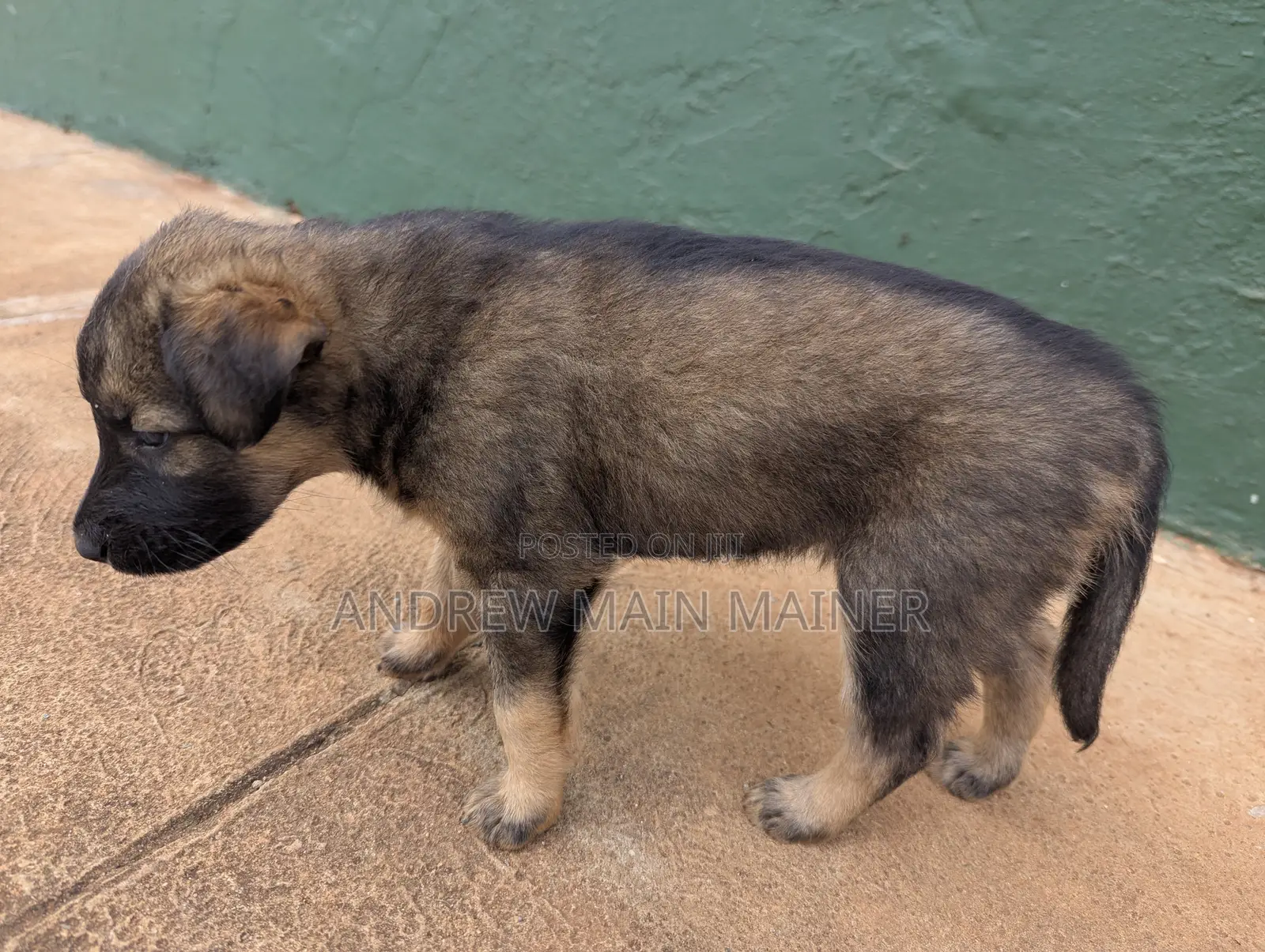 1-3 months Female Mixed Breed German Shepherd