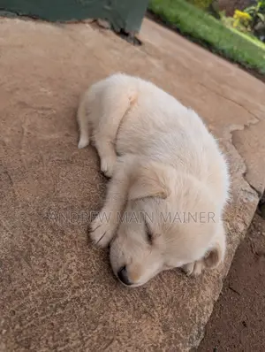 1-3 months Female Mixed Breed German Shepherd