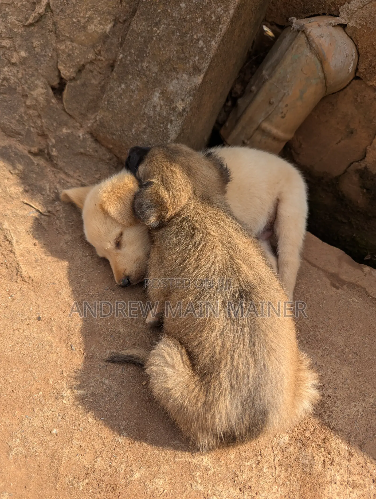 1-3 months Female Mixed Breed German Shepherd